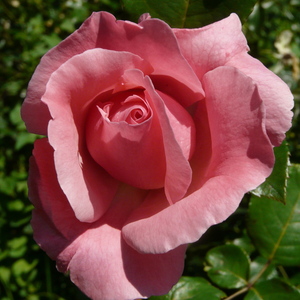 Queen Elizabeth - trandafiri - www.ioanarose.ro